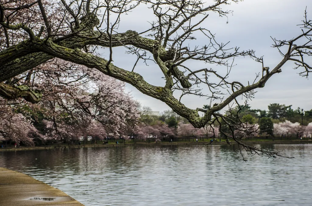 cherry blossom festival, washington dc, cherry trees-716180.jpg